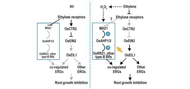 遗传发育所发现组氨酸激酶MHZ1通过和乙烯受体互作调控水稻根部乙烯反应