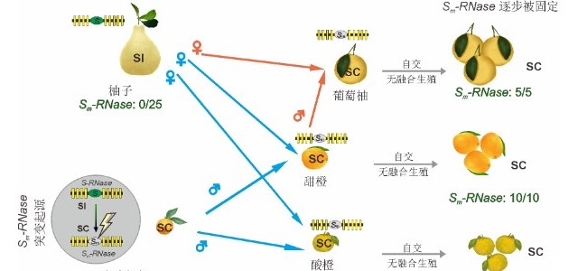 柑橘如何配对？科学“红娘”来牵线