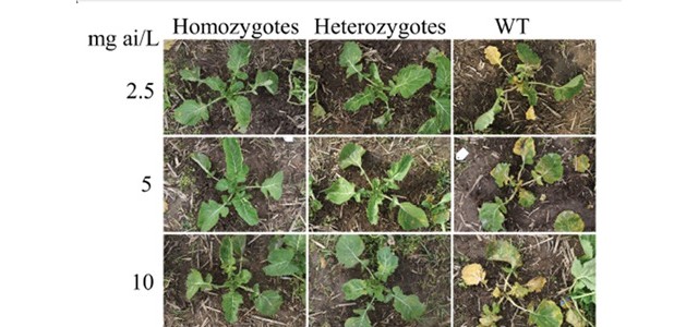 科学家首创抗除草剂甘蓝型油菜新种质