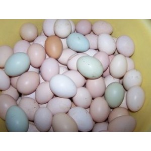 求购土鸡蛋，咸鸭蛋，鹅蛋，松花蛋，变蛋，五香蛋