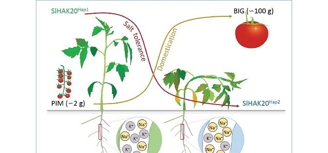 番茄丢失的耐盐基因被找回