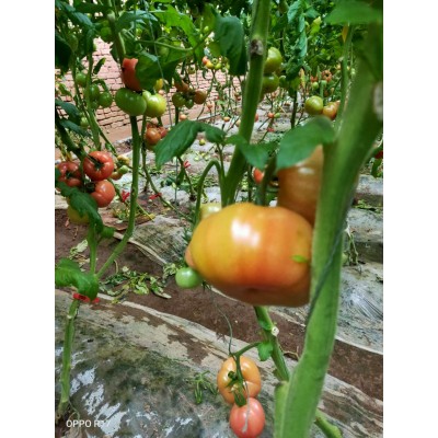 青岛人最喜欢吃的西红柿 —— 杠六九西红柿