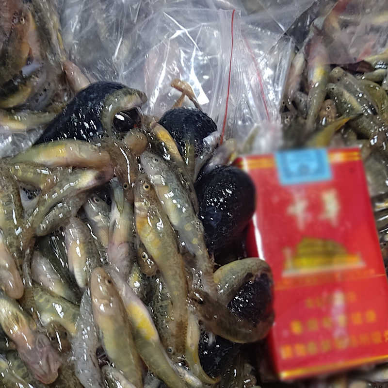 大量收购死鱼死虾各种水产 饲料厂回收死鱼 死鱼回收价格