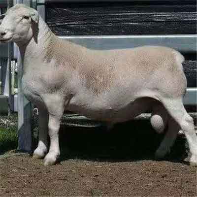 供应梁山县多胎规模化澳洲白羊大母羊养殖场