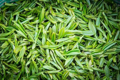 求购绿茶,红茶,普洱茶,铁观音,毛尖,菊花,雪菊,金银花